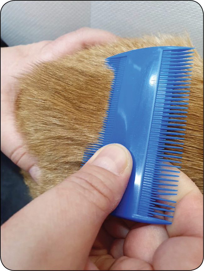 ENDO-DERMA_24_Agnieszka_Gecewicz_DIAGNOSTYKA_SWIADU_U_PSOW_I_KOTOW_RYC_3