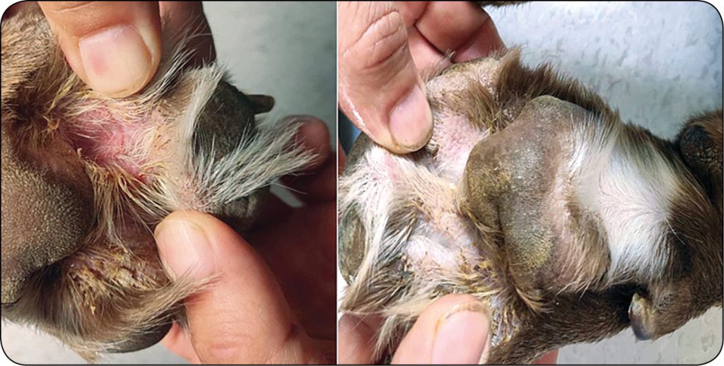 ENDO-DERMA_24_Jagoda_Ciszewska-CeranNOWE_METODY_LECZENIA_CHOROB_SKORY_RYC_2