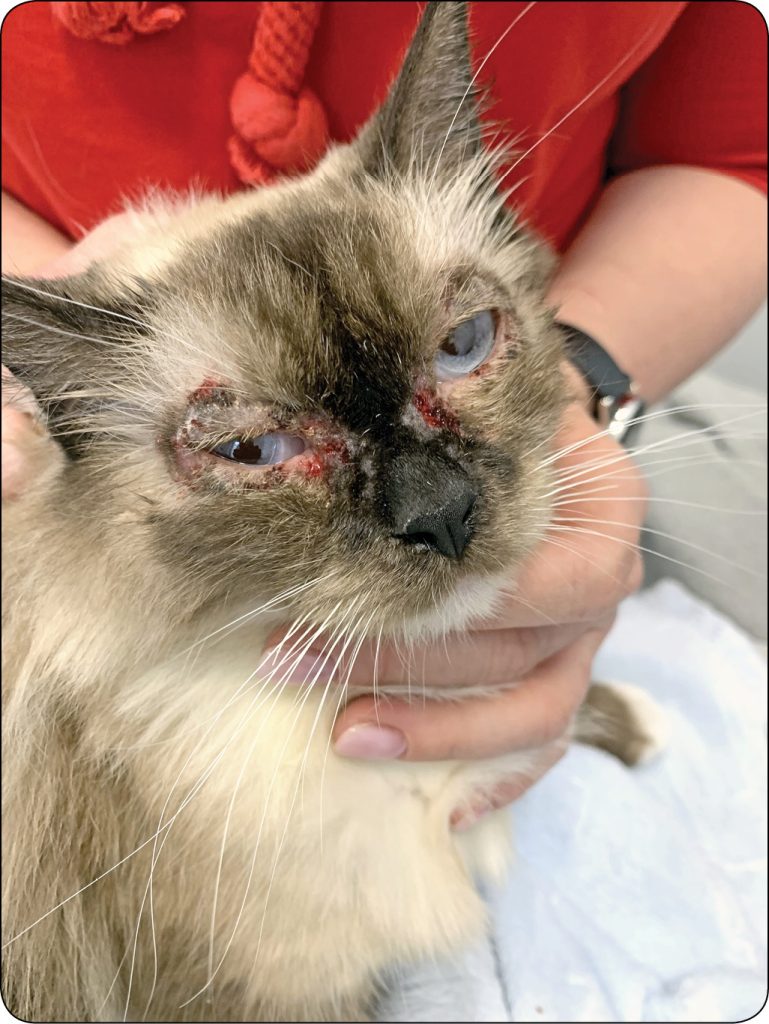 ENDO-DERMA_24_Kourou_Dembele_SKORNY_ZESPOL_ATOPOWY_KOTOW_RYC_3_A