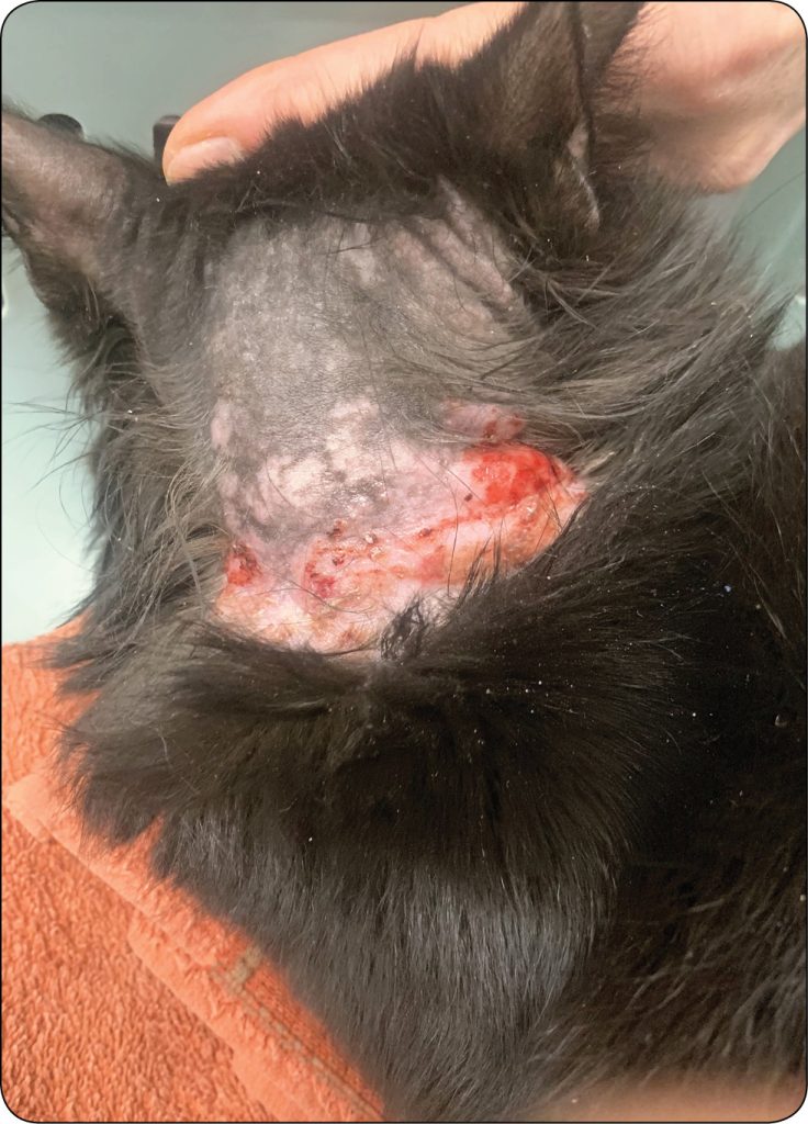 ENDO-DERMA_24_Kourou_Dembele_SKORNY_ZESPOL_ATOPOWY_KOTOW_RYC_3_B