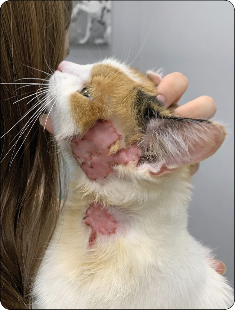 ENDO-DERMA_24_Kourou_Dembele_SKORNY_ZESPOL_ATOPOWY_KOTOW_RYC_3_C