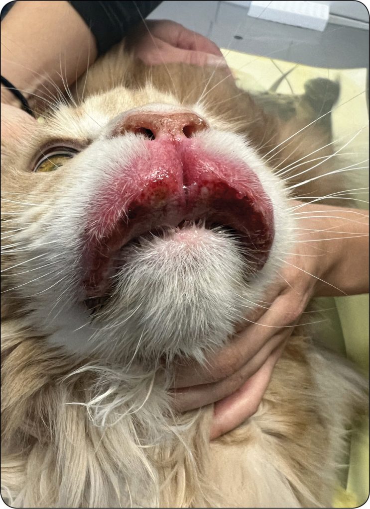 ENDO-DERMA_24_Kourou_Dembele_SKORNY_ZESPOL_ATOPOWY_KOTOW_RYC_4