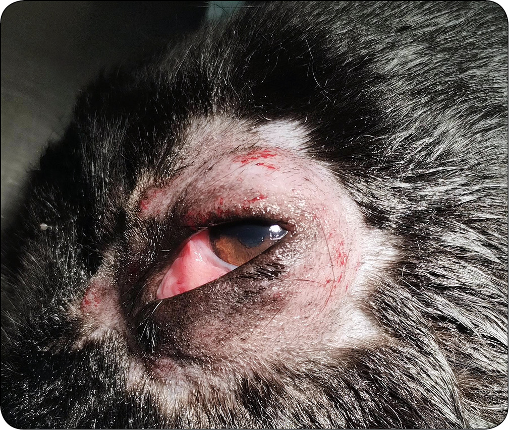 WWP_6_24_chirurgia_kazuistyka_Jaroslaw_Salek_LECZENIE_CHIRURGICZNE_RYC_3_A