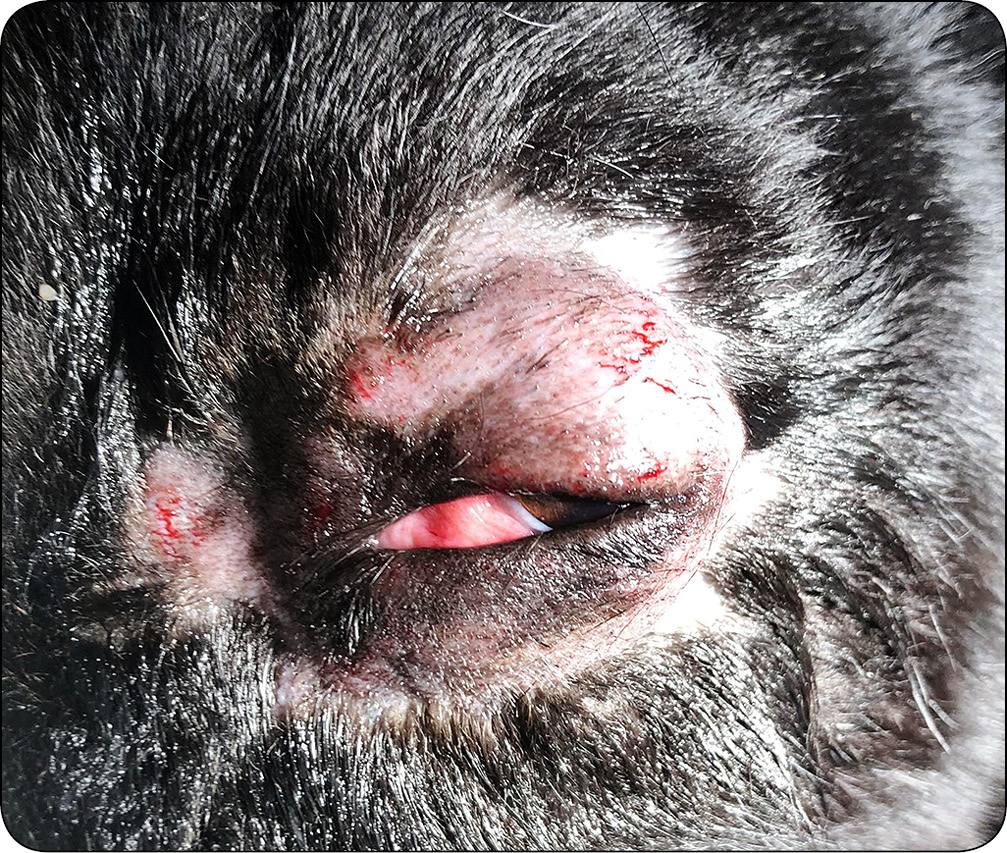 WWP_6_24_chirurgia_kazuistyka_Jaroslaw_Salek_LECZENIE_CHIRURGICZNE_RYC_3_B Zmiana przestrzeni zagałkowej