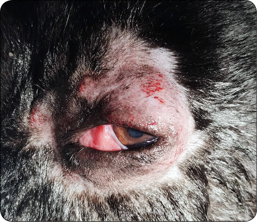 WWP_6_24_chirurgia_kazuistyka_Jaroslaw_Salek_LECZENIE_CHIRURGICZNE_RYC_3_E