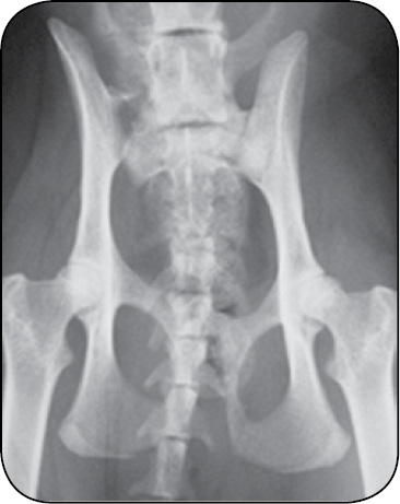 WWP_7-8_24_chirurgia_Gian_Luca_Rovesti_SYSTEM_ZEWNETRZNEJ_STABILIZCJI_LINIOWEJ_POLILOCK_RYC_21_A