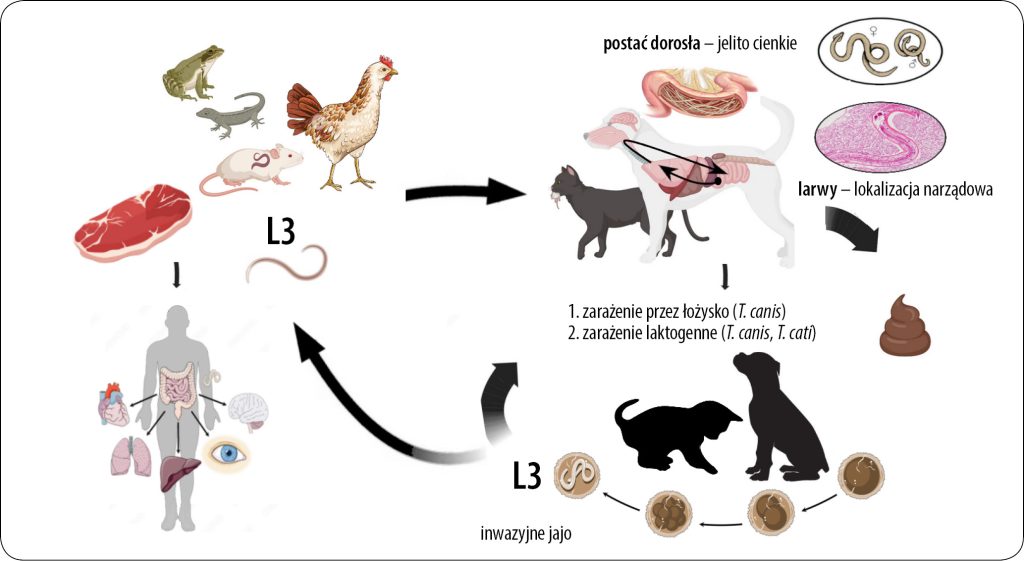 WWP_7-8_24_Krzysztof_Tomczuk_TOKSOKAROZA_U_LUDZI_I_ZWIERZAT_RYC_8 Toxocara
