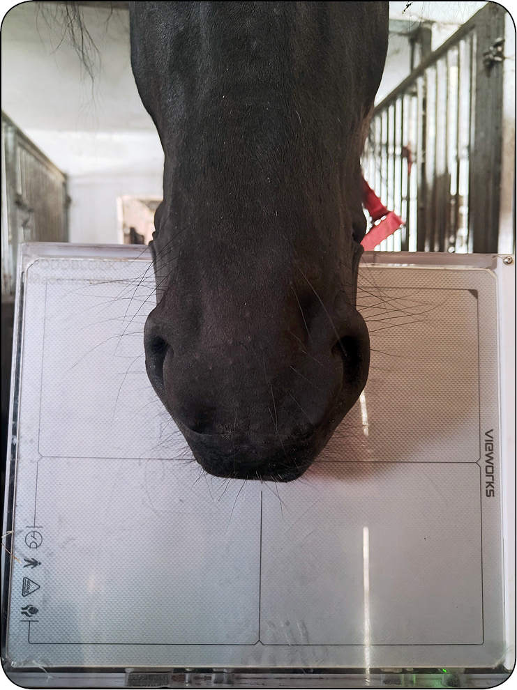 WWT_3_24_Katarzyna_Lagiewka_DIAGNOSTYKA_OBRAZOWA_W_PRZEBIEGU_EOTRH_RYC_5