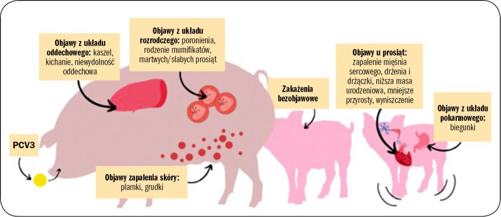 WWT_3_24_Hanna_Turlewicz-Podbielska_PCV3_PATOLOGIA_I_PATOGENNOSC_RYC_3