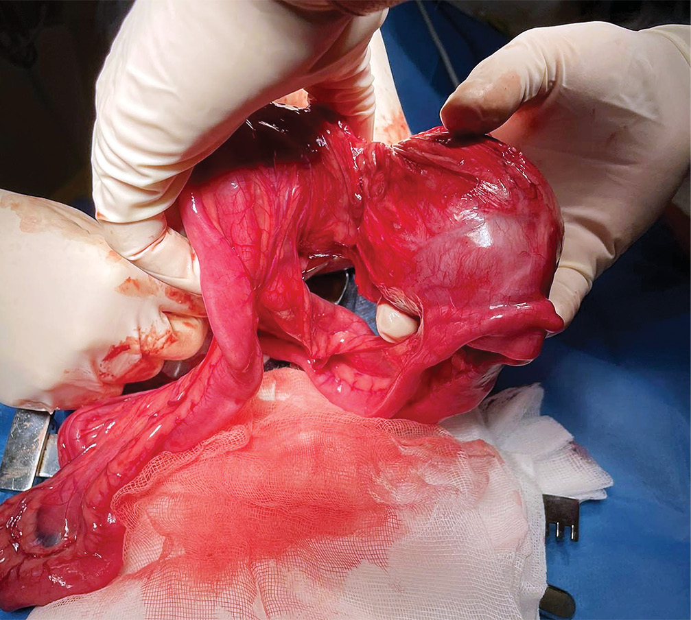 VET_CHIRURGIA_24_Martyna_Makowiec_CYSTA_DUPLIKACYJNA_JELITA_CIENKIEGO_RYC_3