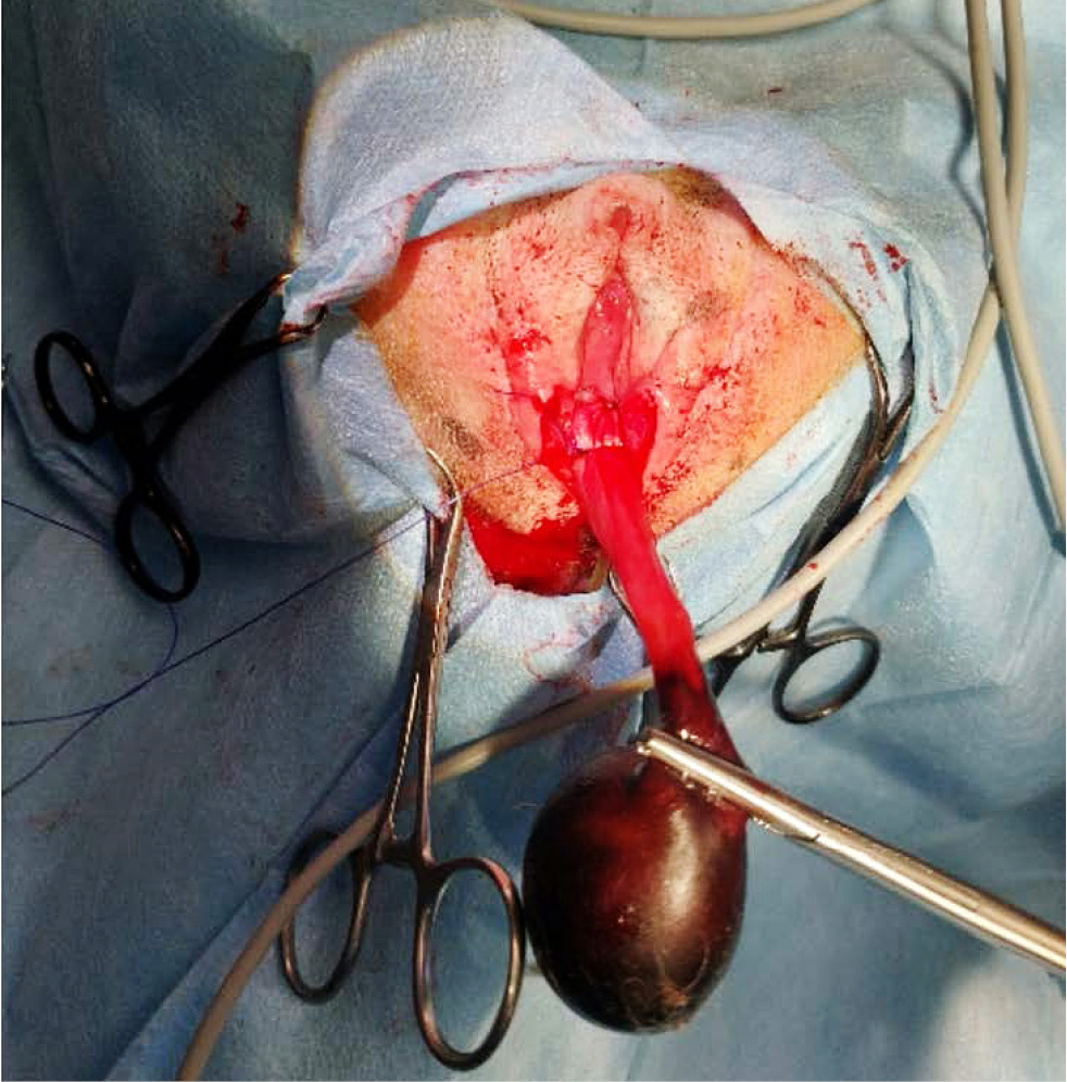 VET_CHIRURGIA_24_Dariusz_Jagodka_ROZNICIWANIE_GUZOW_I_WYPADNIECIA_POCHWY_RYC_6