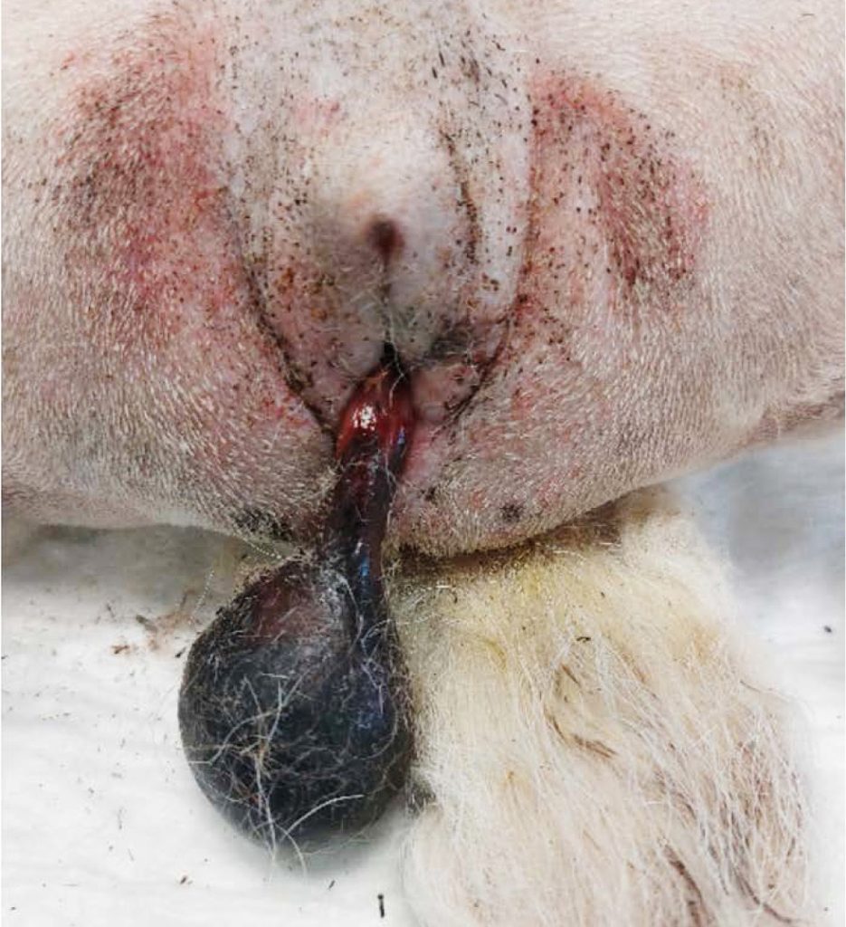 VET_CHIRURGIA_24_Dariusz_Jagodka_ROZNICIWANIE_GUZOW_I_WYPADNIECIA_POCHWY_RYC_8