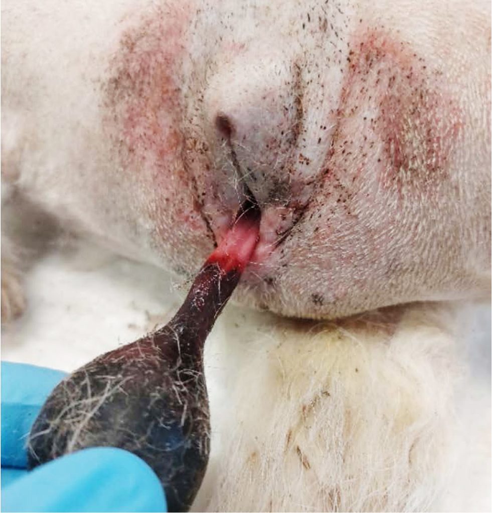 VET_CHIRURGIA_24_Dariusz_Jagodka_ROZNICIWANIE_GUZOW_I_WYPADNIECIA_POCHWY_RYC_9