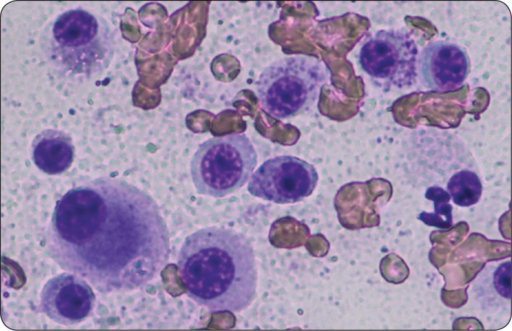 WWP_9_24_przewodnik_Heike_Aupperle-Lellbach_DIAGNOSTYKA_GUZOW_KOMOREK_TUCZNYCH_RYC_1