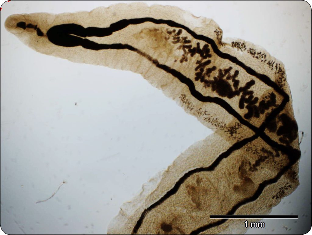 WWP_9_24_parazytologia_Klaudiusz_Szczepaniak_INWAZJE_PRZYWR_U_ZWIERZAT_MIESOZERNYCH_RYC_5 inwazje przywr