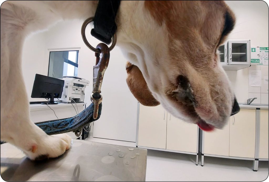 WWP_9_24_Lukasz_Adaszek_WSCIEKLIZNA_ZAGROZENIE_DLA_ZDROWIA_PUBLICZNEGO_RYC_2