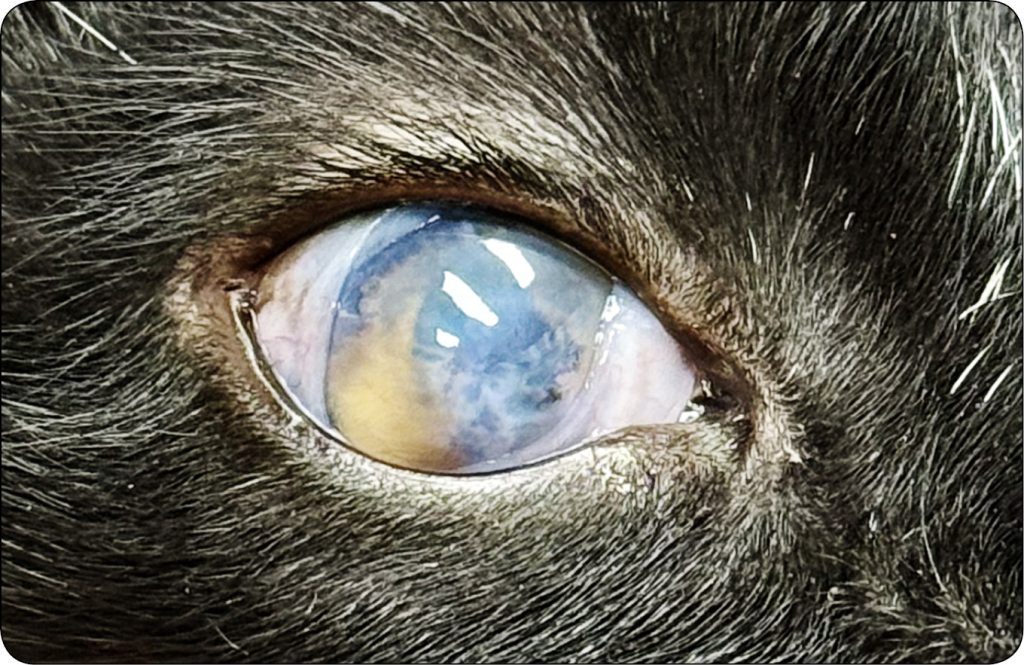 WWP_10_24_Katarzyna_Szulc_okulistyka_SYMBLEPHARON_KLOPOT_OKULISTYKI_RYC_14 Symblepharon – odwieczny kłopot okulistyki weterynaryjnej