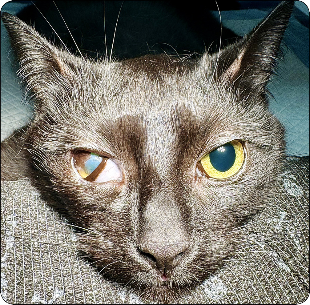 WWP_10_24_Katarzyna_Szulc_okulistyka_SYMBLEPHARON_KLOPOT_OKULISTYKI_RYC_8