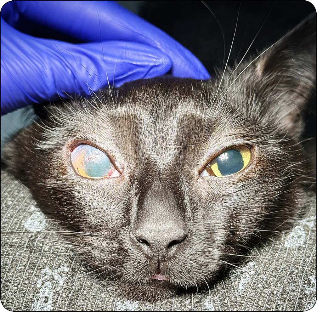 WWP_10_24_Katarzyna_Szulc_okulistyka_SYMBLEPHARON_KLOPOT_OKULISTYKI_RYC_9