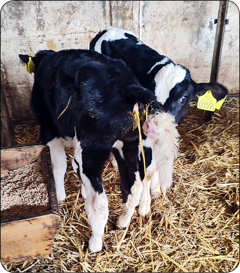 WWP_4_24_bydlo_Malgorzata_Dziekiewicz-Mrugasiewicz_BIEGUNKI_U_CIELAT_RYC_1