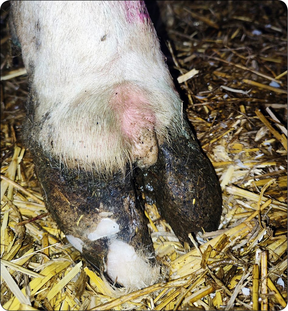 WWT_4_24_bydlo_Malgorzata_Dziekiewicz-Mrugasiewiecz_CHOROBY_RACIC_KROW_RYC_1