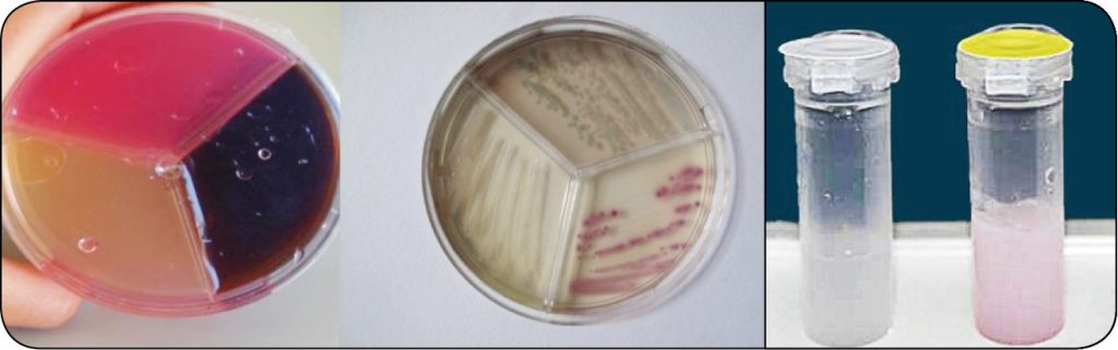 WWT_4_24_bydlo_Sebastian_Smulski_DIAGNOSTYKA_PATOGENOW_MASTITIS_RYC_1