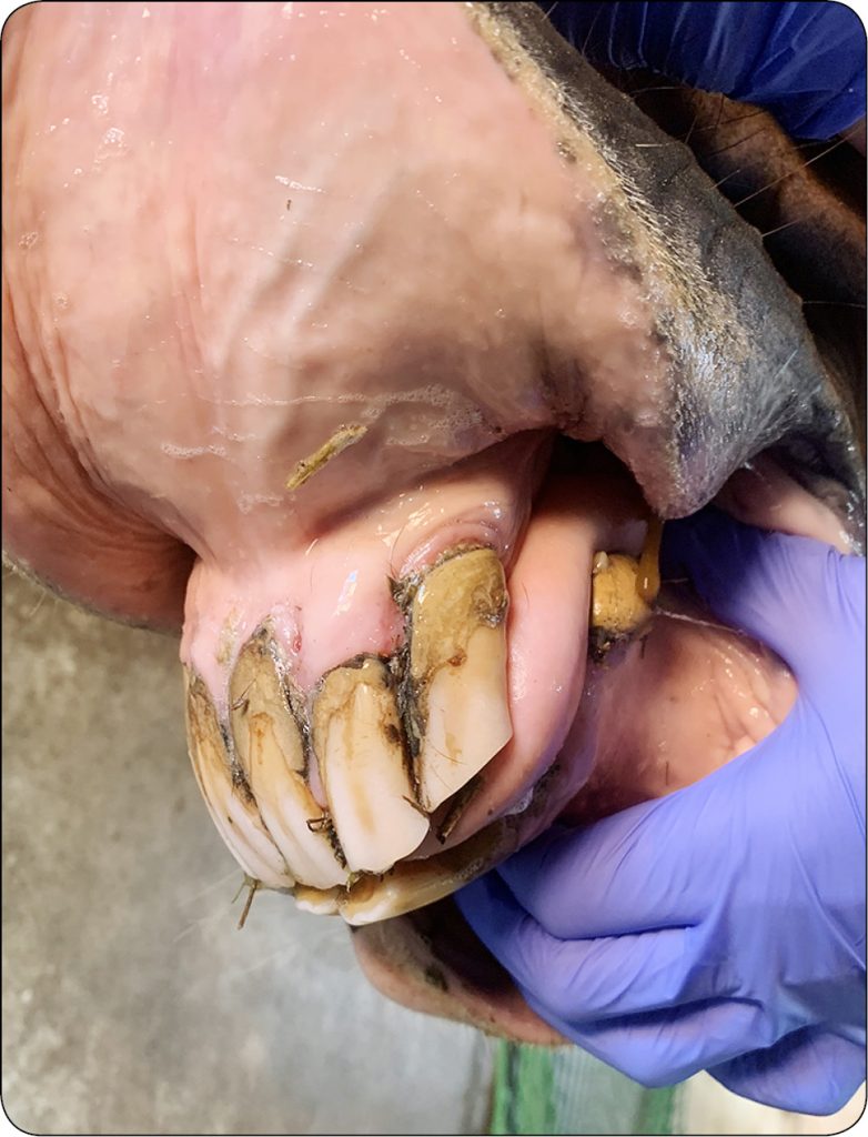 WWT_4_24_konie_Katarzyna_Ferenz_OPIEKA_STOMATOLOGICZNA_NAD_STARSZYMI_KONMI_RYC_5