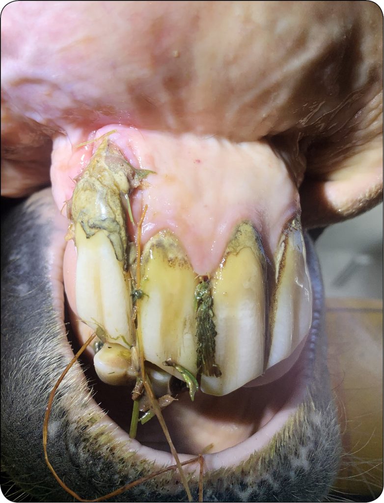 WWT_4_24_konie_Katarzyna_Ferenz_OPIEKA_STOMATOLOGICZNA_NAD_STARSZYMI_KONMI_RYC_6