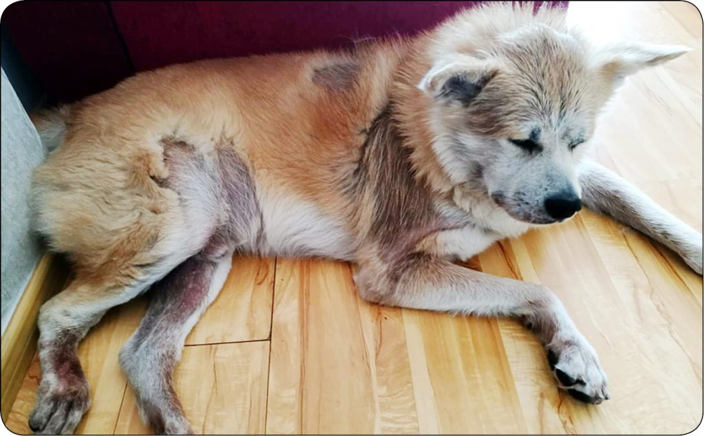 WWP_11-12_24_dermatologia_Agnieszka_Gecewicz_ORGANIZM_TRAKTUJE_PSA_JAK_WROGA_RYC_5 organizm