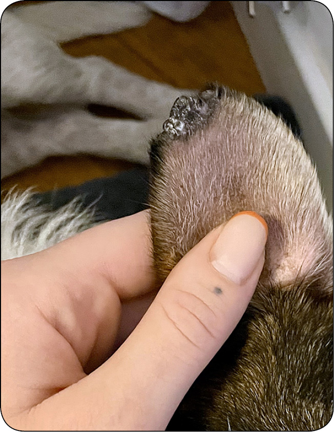 WWP_11-12_24_dermatologia_Agnieszka_Gecewicz_ORGANIZM_TRAKTUJE_PSA_JAK_WROGA_RYC_6<!-- cut --/> [...]</figure><div class=