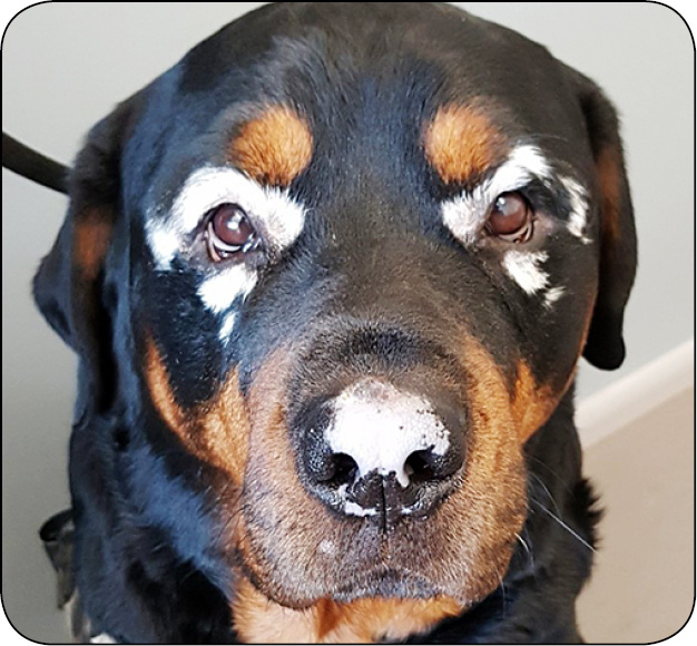 WWP_11-12_24_dermatologia_Agnieszka_Gecewicz_ORGANIZM_TRAKTUJE_PSA_JAK_WROGA_RYC_7 organizm