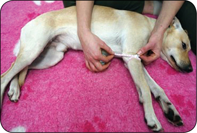 WWP_11-12_24_vet-leki_Marek_Busza_DIANAMED_WZROST_I_REGENERACJA_MIESNI_RYC_5 mięśni