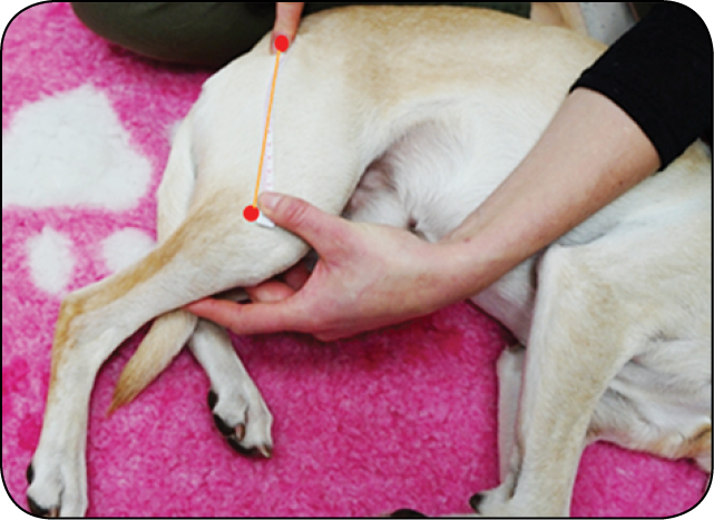 WWP_11-12_24_vet-leki_Marek_Busza_DIANAMED_WZROST_I_REGENERACJA_MIESNI_RYC_6 mięśni