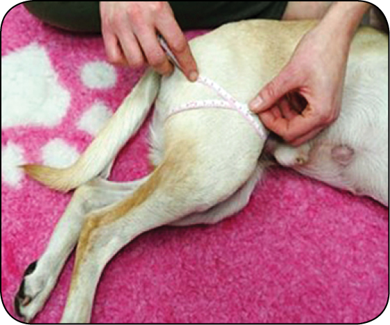 WWP_11-12_24_vet-leki_Marek_Busza_DIANAMED_WZROST_I_REGENERACJA_MIESNI_RYC_7 mięśni