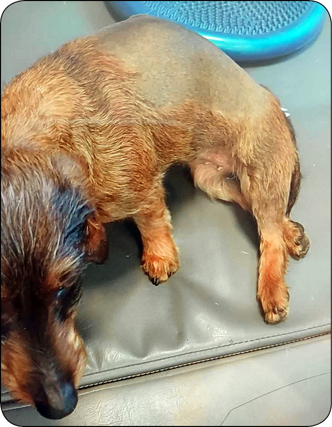 WWP_11-12_24_rehabilitacja_Magdalena_Plewa_PO_ZABIEGACH_W_OBREBIE_KREGOSLUPA_RYC_7 kręgosłupa