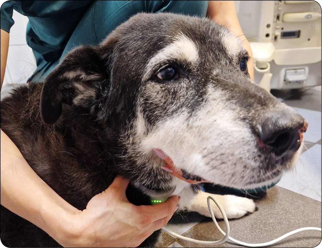 WWP_11-12_24_kardiologia_Maksymilian_Lewicki_PRAKTYCZNE_ASPEKTY_SZTUCZNEJ_STYMULACJI_SERCA_RYC_6