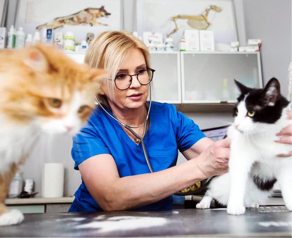 WWP_1-2_25_vet-press_ROZMOWA_Z_HANNA_SOWA_FOT_1 lecznicy