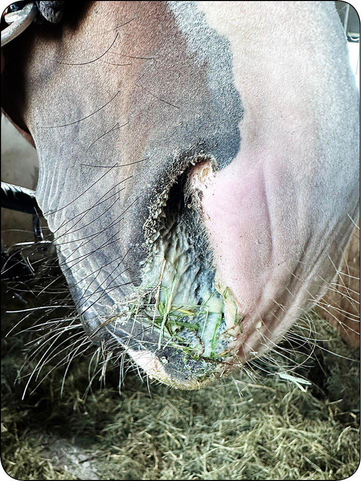 WWT_1_25_temat_sezonu_Katarzyna_Ferenz_ZLAMANIE_ZEBOW_U_KONI_RYC_13