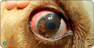 panuveitis