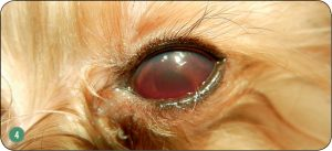 panuveitis