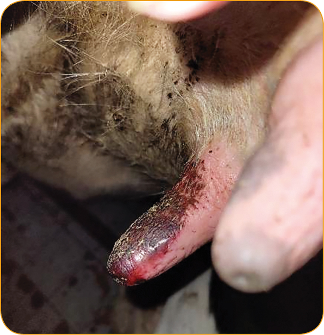 ROZROD_BYDLA_25_Aleksandra_Kalinska_CZYNNIKI_WPLYWAJACE_NA_ZDROWOTNOSC_GRUCZOLU_MLEKOWEGO_RYC_4_A gruczołu mlekowego