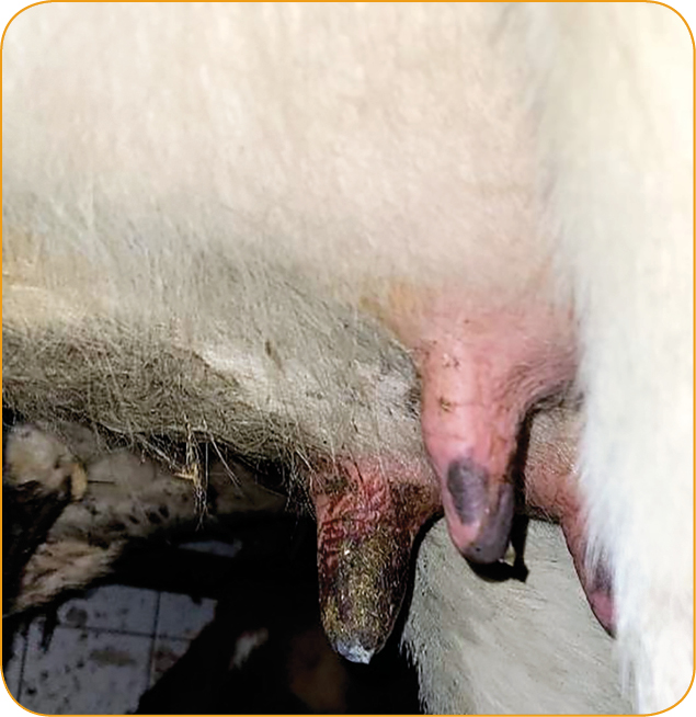 ROZROD_BYDLA_25_Aleksandra_Kalinska_CZYNNIKI_WPLYWAJACE_NA_ZDROWOTNOSC_GRUCZOLU_MLEKOWEGO_RYC_4_B gruczołu mlekowego