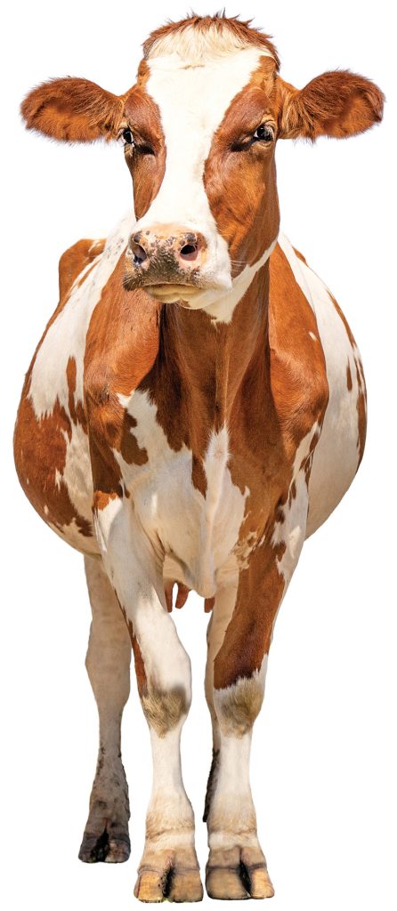 ROZROD_BYDLA_25_Bartlomiej_M_Jaskowski_WRODZONA_NIEPLODNOSC_JALOWEK_iStock niepłodność jałówek