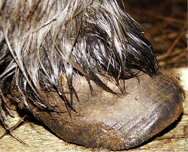 ROZROD_KONI_25_Olga_Witkowska-Pilaszewicz_ZESPOL_METABOLICZNY_U_KONI_WPLYW_NA_PLODNOSC_RYC_1