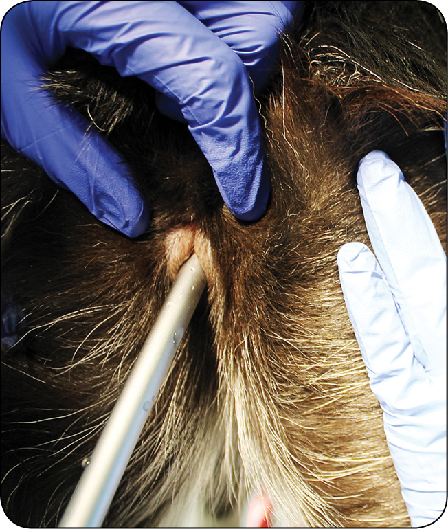 WWP_3_25_rozrod_Natalia_Sowinska_MIKROBIOTA_UKLADU_ROZRODCZEGO_SUK_RYC_3