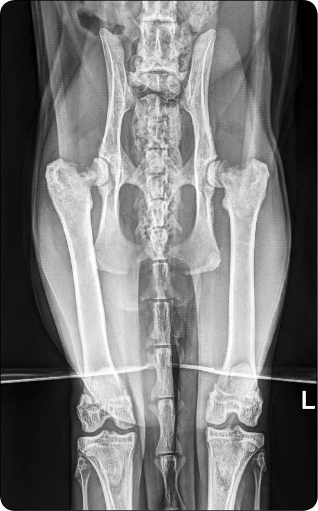 WWP_3_25_chirurgia_Weronika_Slota-Gach_NIEURAZOWE_ZLAMANIE_GLOWY_I_SZYJKI_KOSCI_UDOWEJ_RYC_2