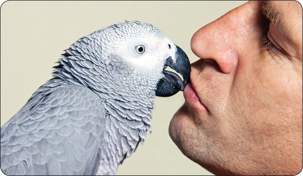 WWP_4_25_zwierzeta_egzotyczne_Ada_Wloch_AGRESJA_U_PAPUG_TRZYMANYCH_W_NIEWOLI_RYC_4 Agresja u papug