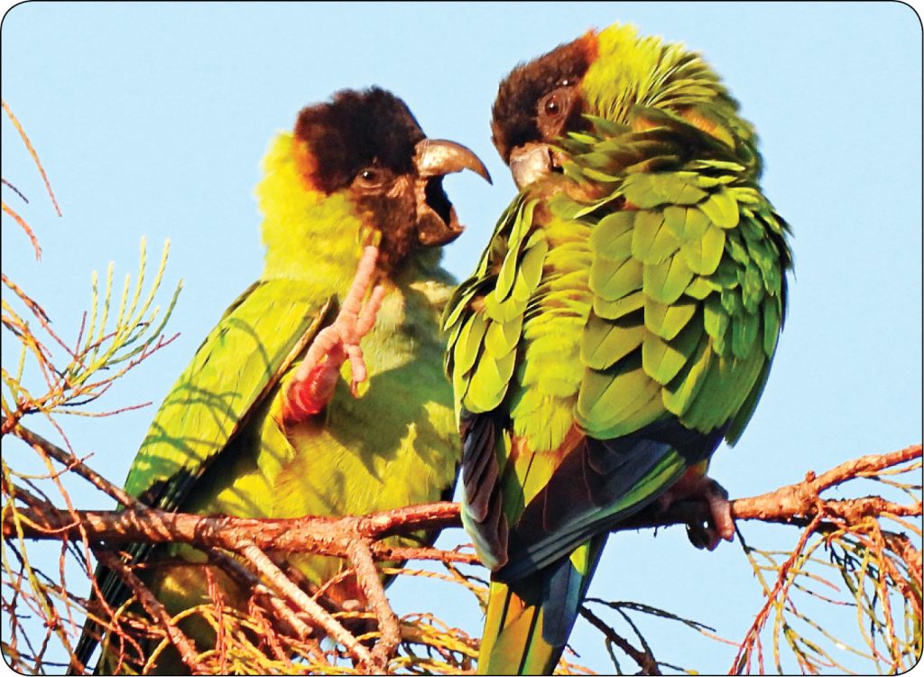 WWP_4_25_zwierzeta_egzotyczne_Ada_Wloch_AGRESJA_U_PAPUG_TRZYMANYCH_W_NIEWOLI_RYC_5 Agresja u papug