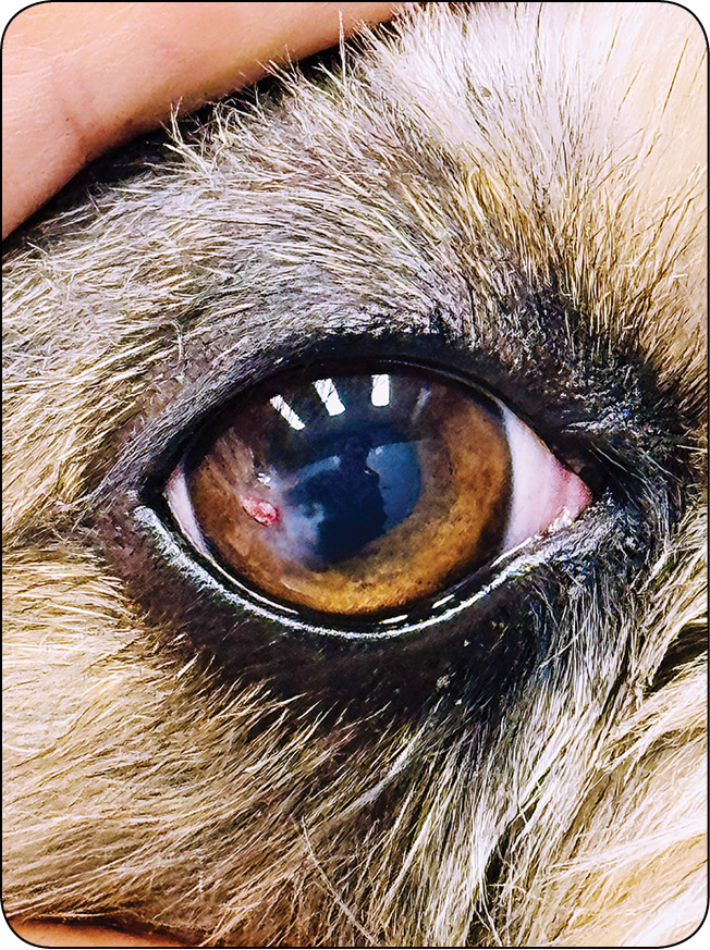 WWP_4_25_okulistyka_Katarzyna_Szulc_OWRZODZENIA_ROGOWKI_KLASYFIKACJA_DIAGNOSTYKA_LECZENIE_RYC_15 rogówki