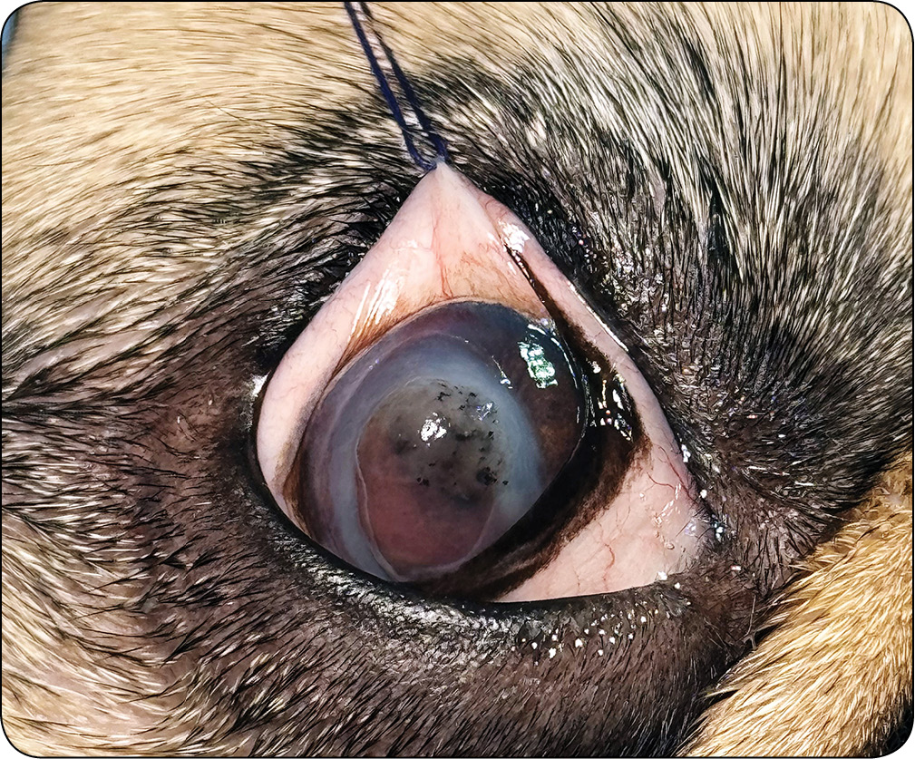 WWP_4_25_okulistyka_Katarzyna_Szulc_OWRZODZENIA_ROGOWKI_KLASYFIKACJA_DIAGNOSTYKA_LECZENIE_RYC_19 rogówki